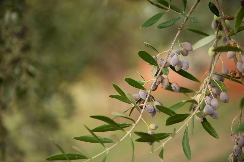 Όμορφο Παραθασυγκρότημα Ενοικιαζόμενων Καταλυμάτων Ως Ολόκληρος Χώρος - Chrani, Ελλάδαλάσσιο Διαμέρισμα エクステリア 写真